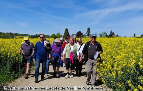 © Club La Gâtine des Lacets de Neuillé-PP photo champs colza